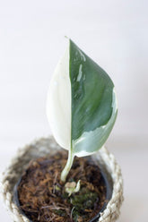 Scindapsus green moonlight variegata
